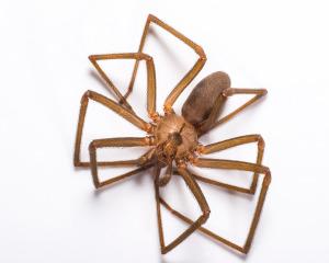 “Get out, remember that line from Amityville haunted house? Brown recluse spider photo by PPMA