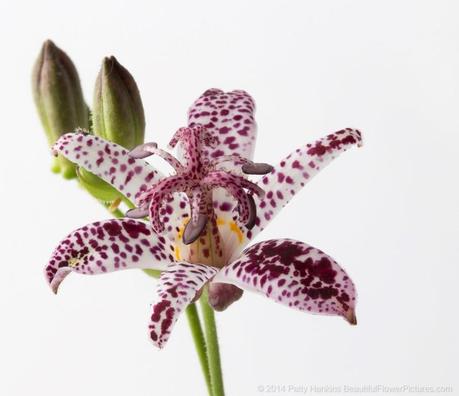 Toad Lily © 2014 Patty Hankins
