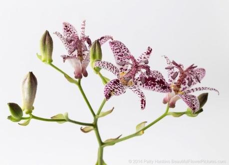 Toad Lily © 2014 Patty Hankins