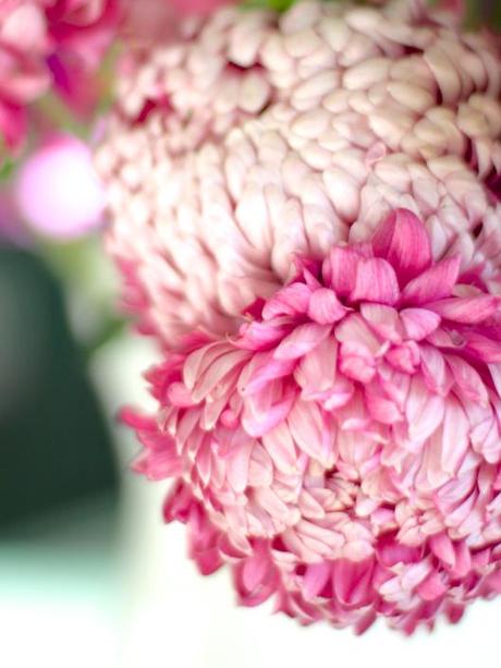 Chrysanthemum-Allouise-Pink