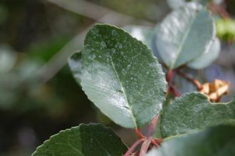 Crinodendron patagua Leaf (28/09/2014, Kew Gardens, London)