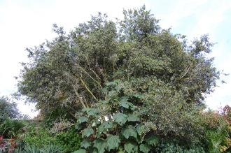 Crinodendron patagua (28/09/2014, Kew Gardens, London)