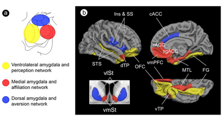 The amygdala as the hub of three brain networks supporting our social life.