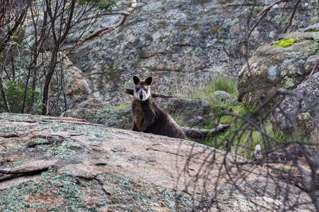 wallaby mount kooyoora