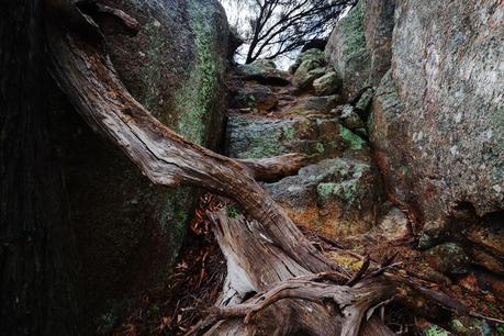 fallen tree rocks mount kooyoora