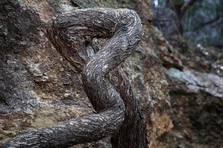 twisted tree root