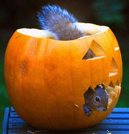 top-10-animals-in-pumpkins-L-nkIadj.jpeg