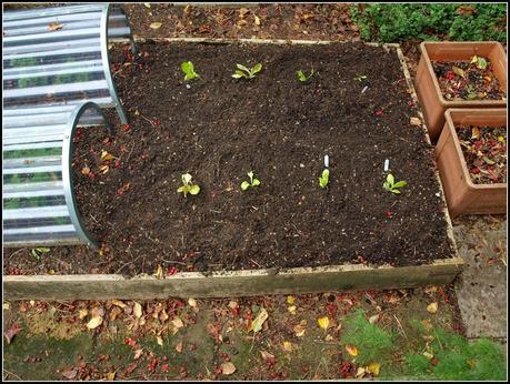 Planting Winter lettuce
