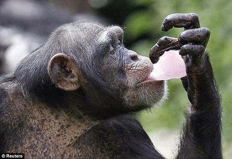 Primate cognition .... will Tommy the Chimp be recognised as a person ?