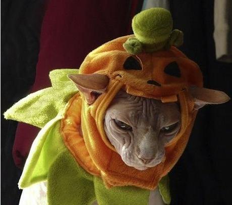 Image result for cats in pumpkin costumes