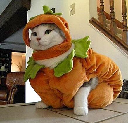 Image result for cat in pumpkin costume