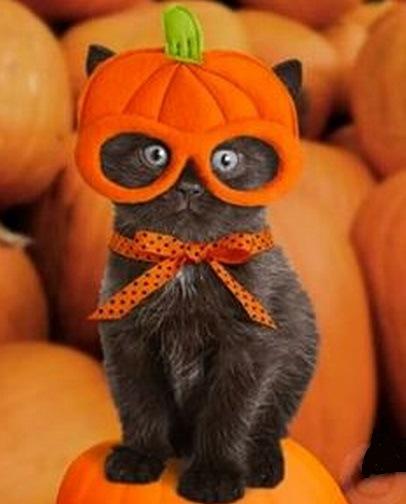 top-10-funniest-cats-dressed-as-pumpkins