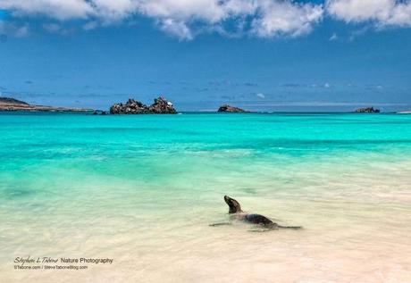 Sea-Lion-Swimming-on-Espanola-Island-Galapagos-wL