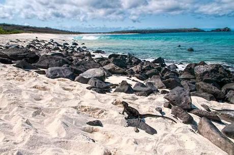 Espanola-Island-Beach-with-a-Marine-Iguana-Sunbathing