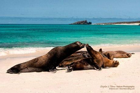 Sea-Lions-on-Espanola-Island-Galapagos-wL