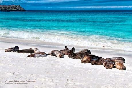 Sea-Lions-Sunbathing-on-Espanola-Island-Galapagos-wL