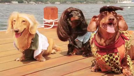 Three Dachshunds dressed up on a dock