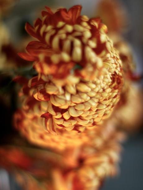 Chrysanthemum-Allouise-Orange