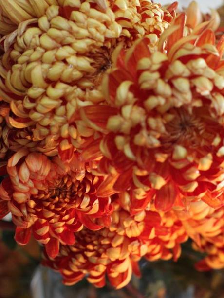 Chrysanthemum-Allouise-Orange
