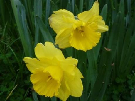 Melbourne Botanic Garden daffodils in australia