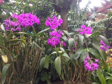 ATLANTA BOTANICAL GARDENS - orchids, orchids and more orchids