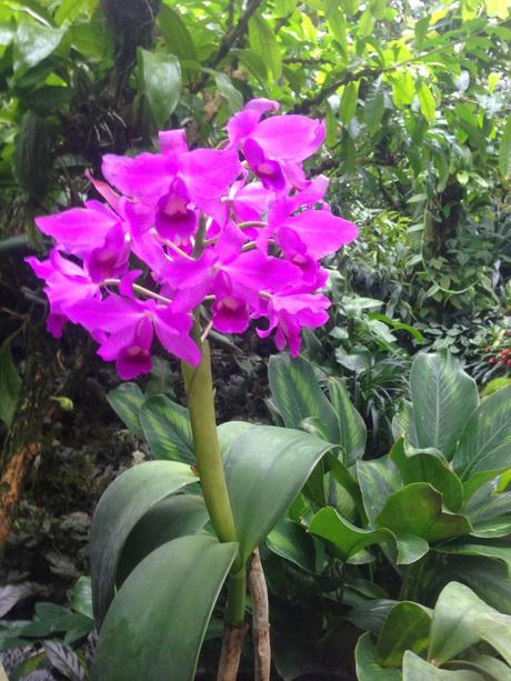 ATLANTA BOTANICAL GARDENS - orchids, orchids and more orchids
