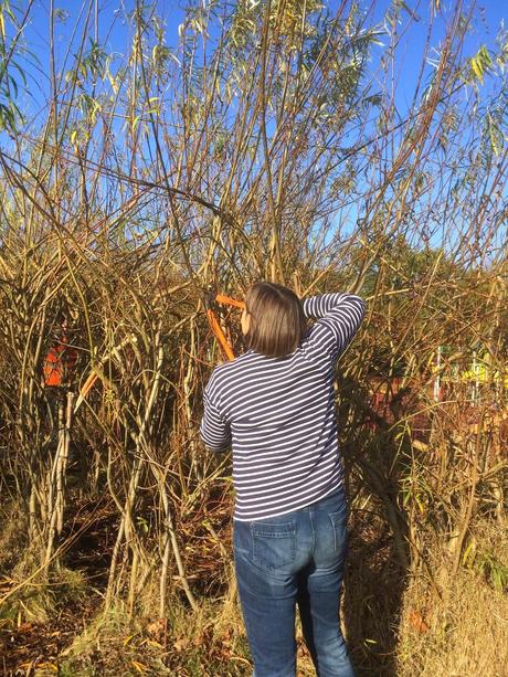Chopping for the willow stockpile in readiness for wreath making