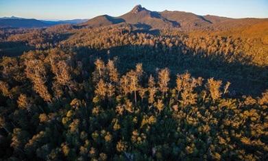 Developer Coalition Attempts to Strip Tasmanian Forest Protection