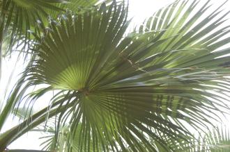 Washingtonia filifera Leaf (18/10/2014, Real Jardín Botánico de Madrid) Washingtonia filifera Leaf (18/10/2014, Real Jardín Botánico de Madrid)