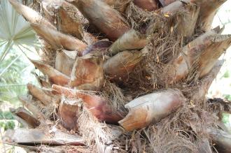 Washingtonia filifera Trunk (18/10/2014, Real Jardín Botánico de Madrid) Washingtonia filifera Trunk (18/10/2014, Real Jardín Botánico de Madrid)
