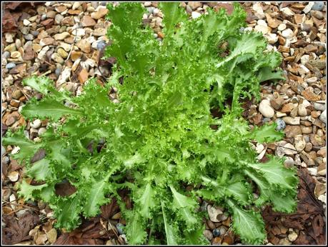 Harvest Monday - 10th November 2014 Harvest Monday - 10th November 2014