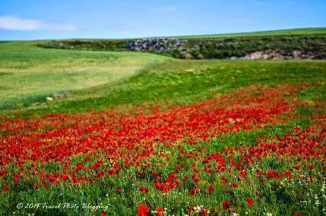 Blood-red poppy of the Camino Blood-red poppy of the Camino