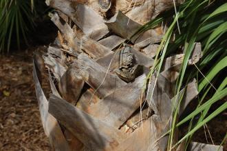 Sabal palmetto Bark (18/10/2014, Real Jardín Botánico de Madrid) Sabal palmetto Bark (18/10/2014, Real Jardín Botánico de Madrid)