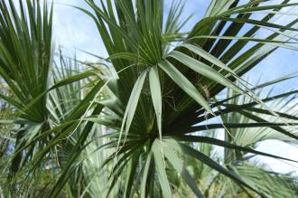 Sabal palmetto Leaf (18/10/2014, Real Jardín Botánico de Madrid) Sabal palmetto Leaf (18/10/2014, Real Jardín Botánico de Madrid)