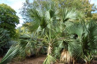 Sabal palmetto (18/10/2014, Real Jardín Botánico de Madrid) Sabal palmetto (18/10/2014, Real Jardín Botánico de Madrid)