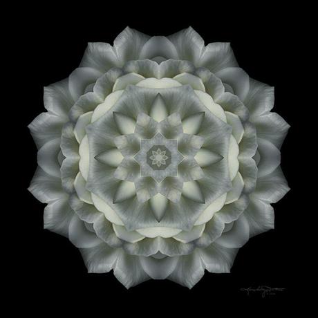 Softness of Moonlight - White Rose Flower Mandala