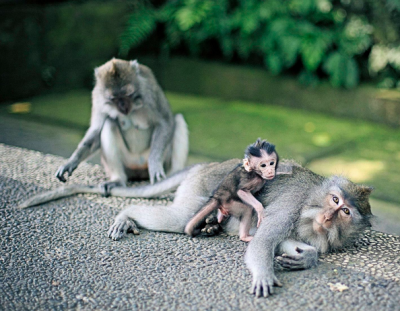 World Travellers: Stephen and Jess from Flying the Nest Monkeys stole my water!