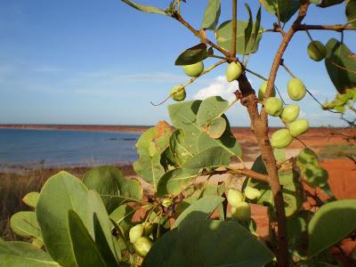 Benefits of Gubinge or Kakadu Plum for Skin, Hair and Health Gubinge or Kakadu Plum benefits
