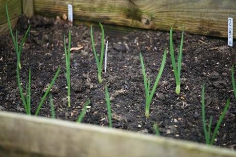 growing garlic in a raised bed