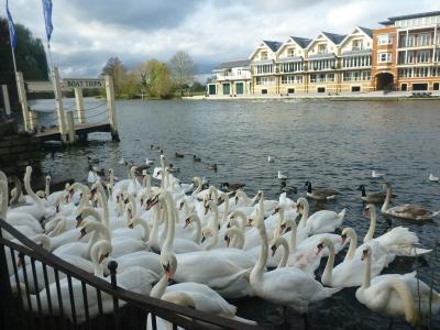 Backpacking in England: Top 5 Sights in Windsor & Eton, Berkshire Swans by the Thames in Windsor, Berkshire.