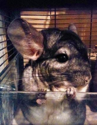 The Story of Chinchillas in 20 Photos