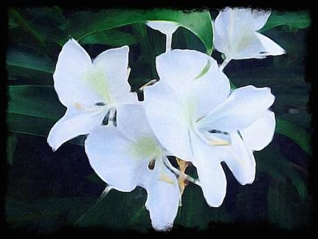 White Ginger Blossoms © lynette sheppard