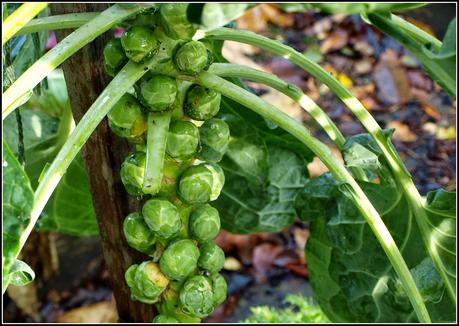 Harvest Monday - 17th November 2014 Harvest Monday - 17th November 2014