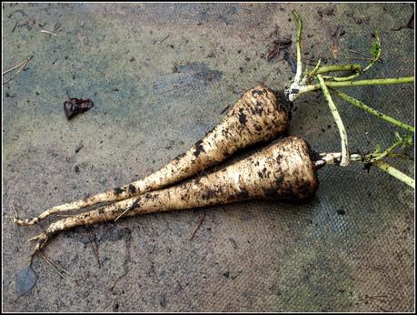 Harvest Monday - 17th November 2014 Harvest Monday - 17th November 2014
