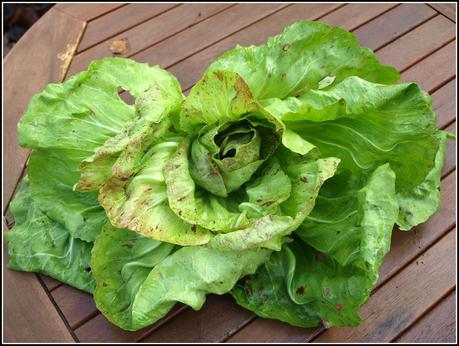 Harvest Monday - 17th November 2014 Harvest Monday - 17th November 2014