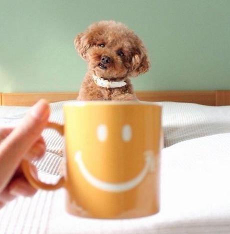Top 10 Images of Big Dogs in Cups