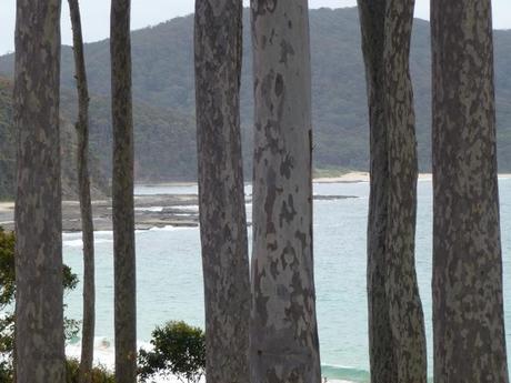 View through the mottled eucalyptus trunks to the ocean
