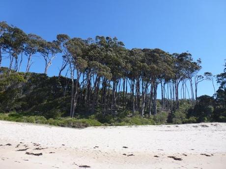 eucalyptus towering above beach with blue skies above