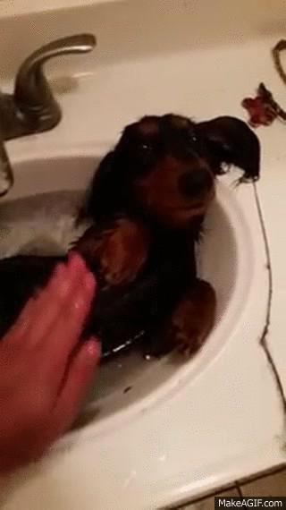 Dachshund Taking a Bath in the Sink
