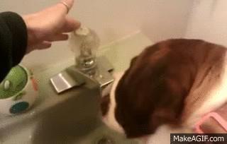 Thirsty Dog Keeps Turning Faucet on with Paw